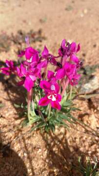 Image of Lapeirousia silenoides (Jacq.) Ker Gawl.