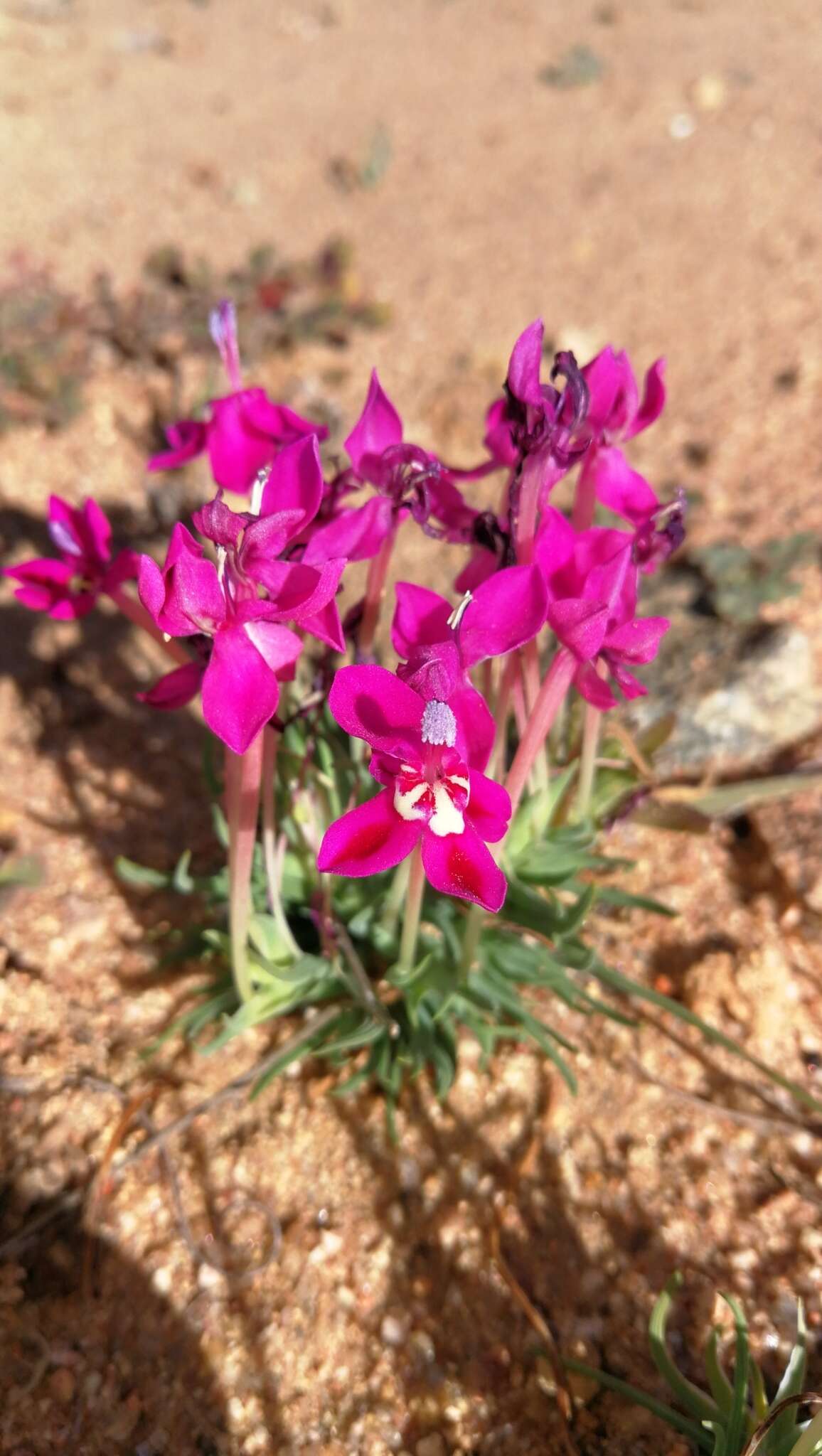 Image of Lapeirousia silenoides (Jacq.) Ker Gawl.