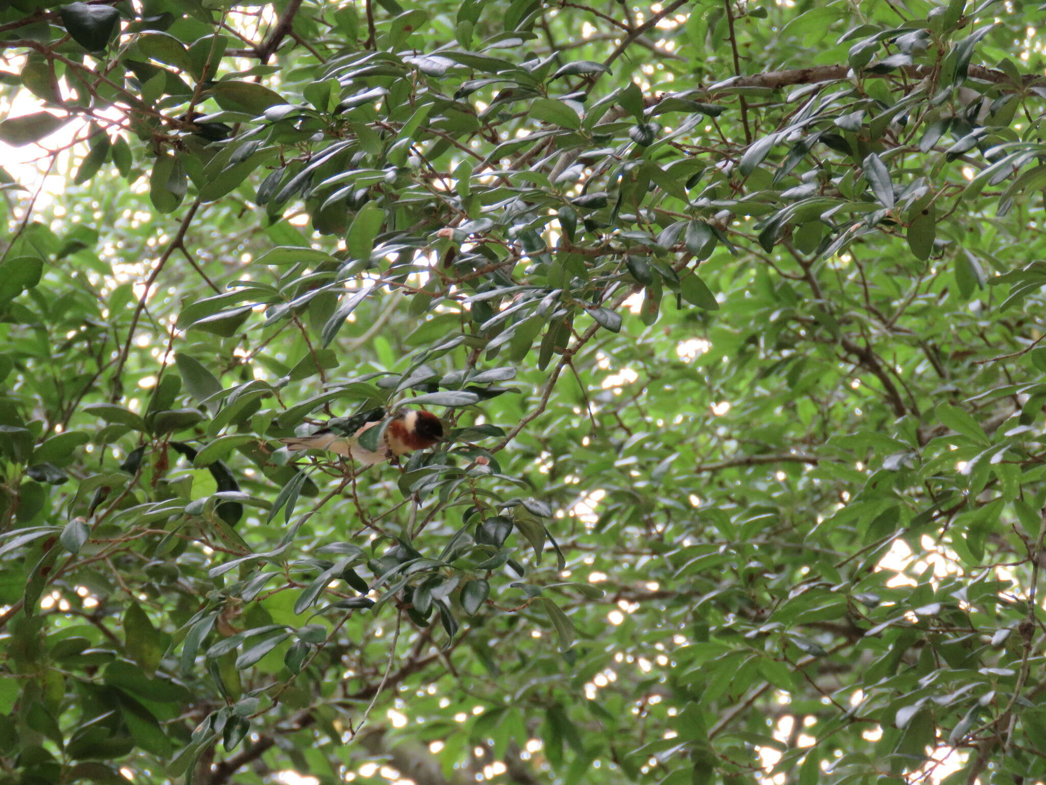 Image of Bay-breasted Warbler