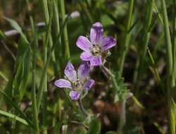 Слика од Erodium brachycarpum (Godr.) Thellung