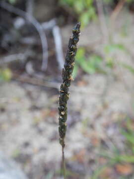 Image of oldfield grass