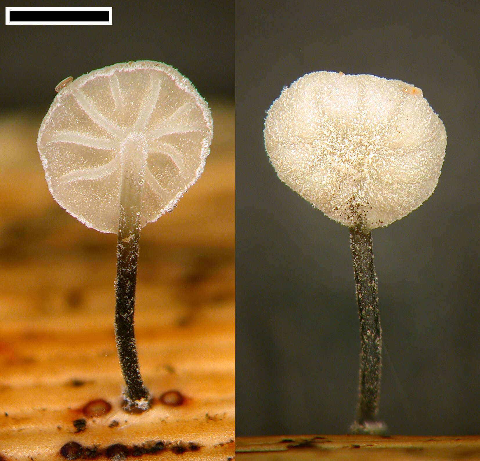 Слика од Marasmiellus bonii Segedin 1995