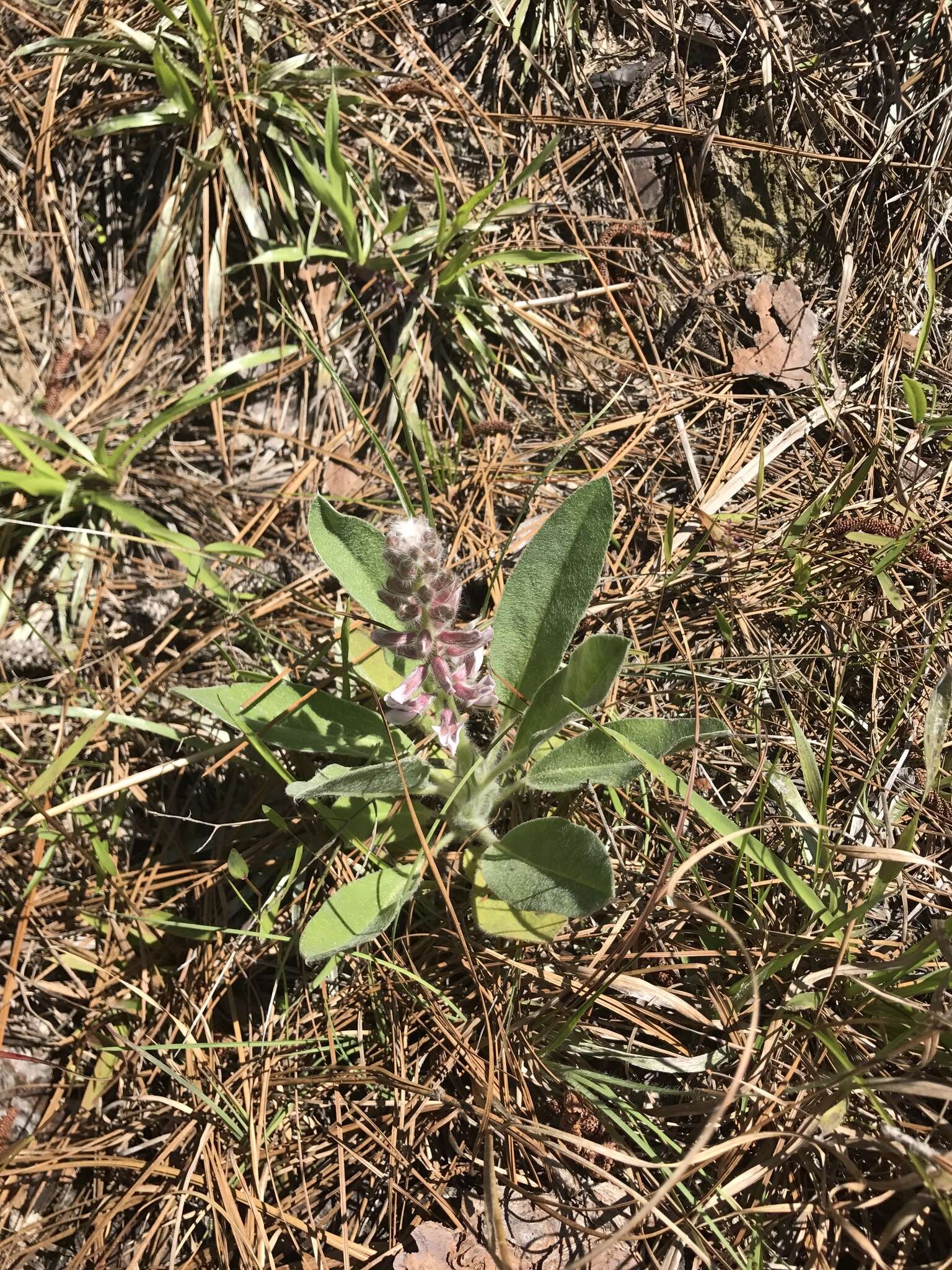 Imagem de Lupinus villosus Willd.