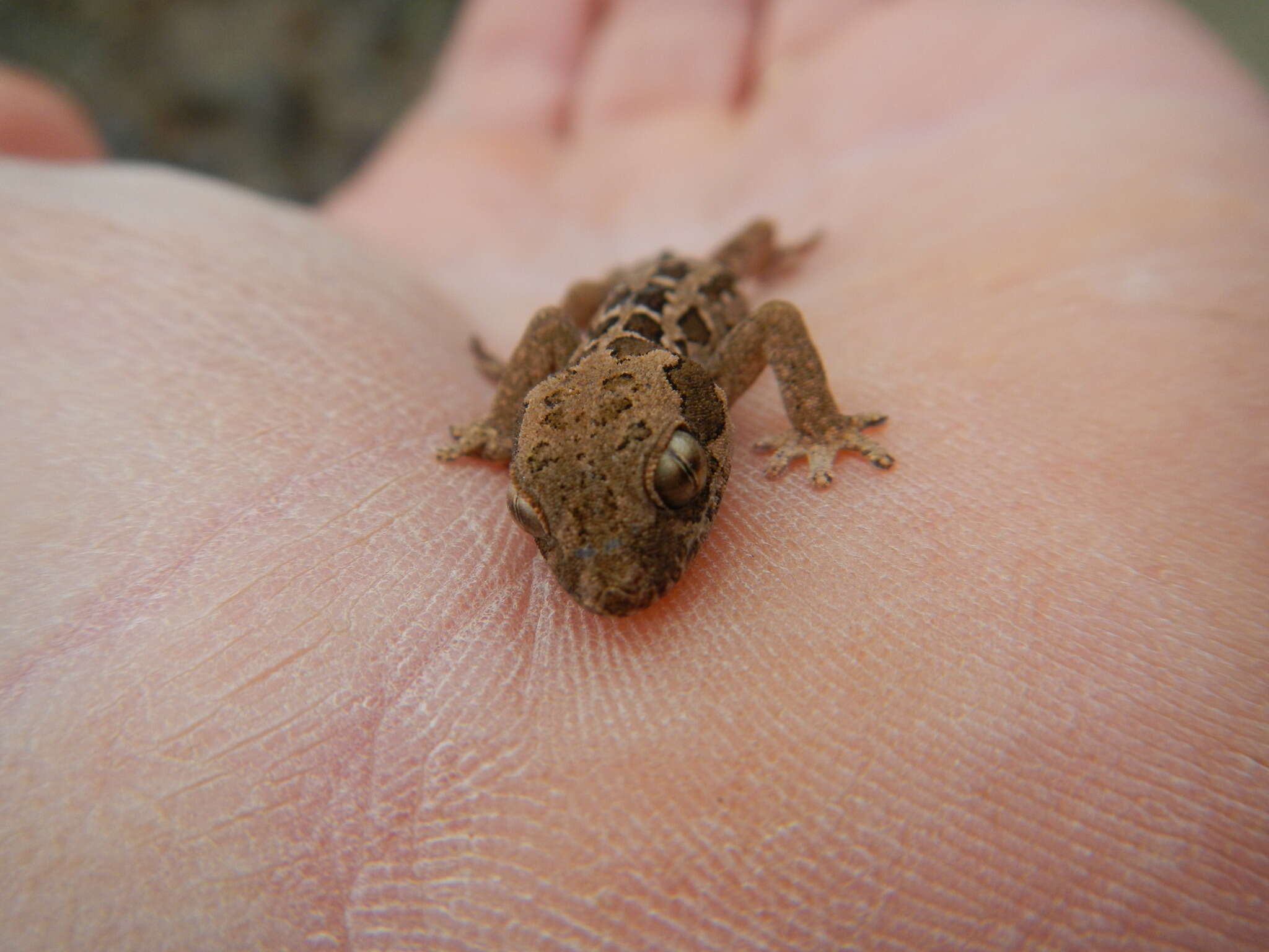 Image of Spotted Gecko