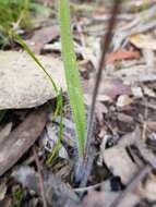 Image of Red-lipped spider orchid