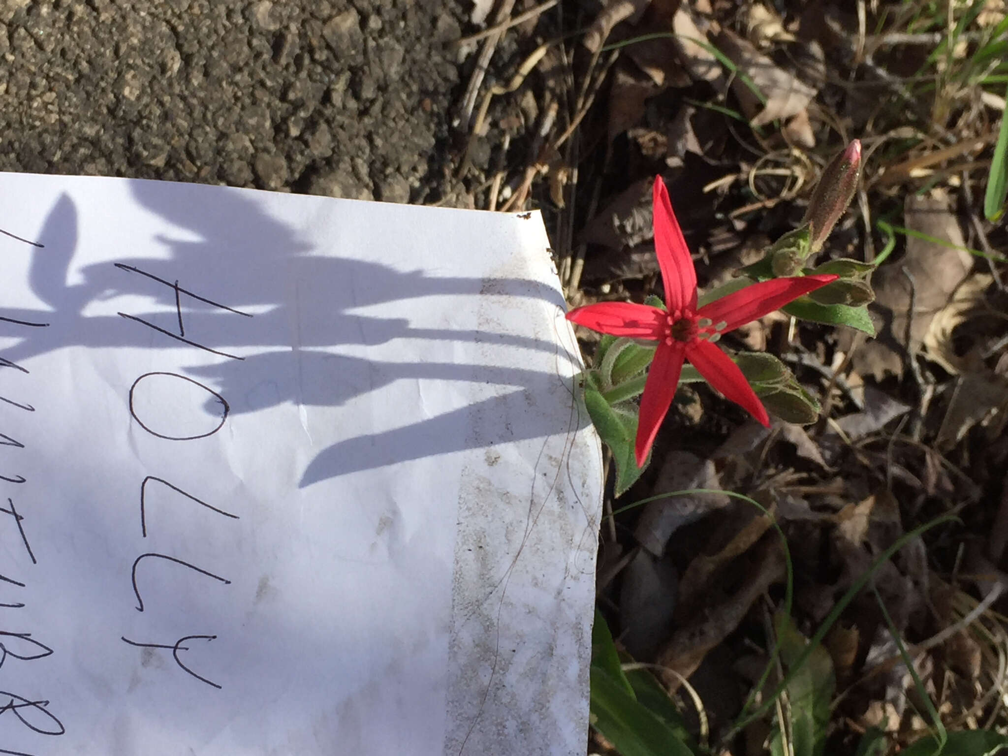 Image of royal catchfly