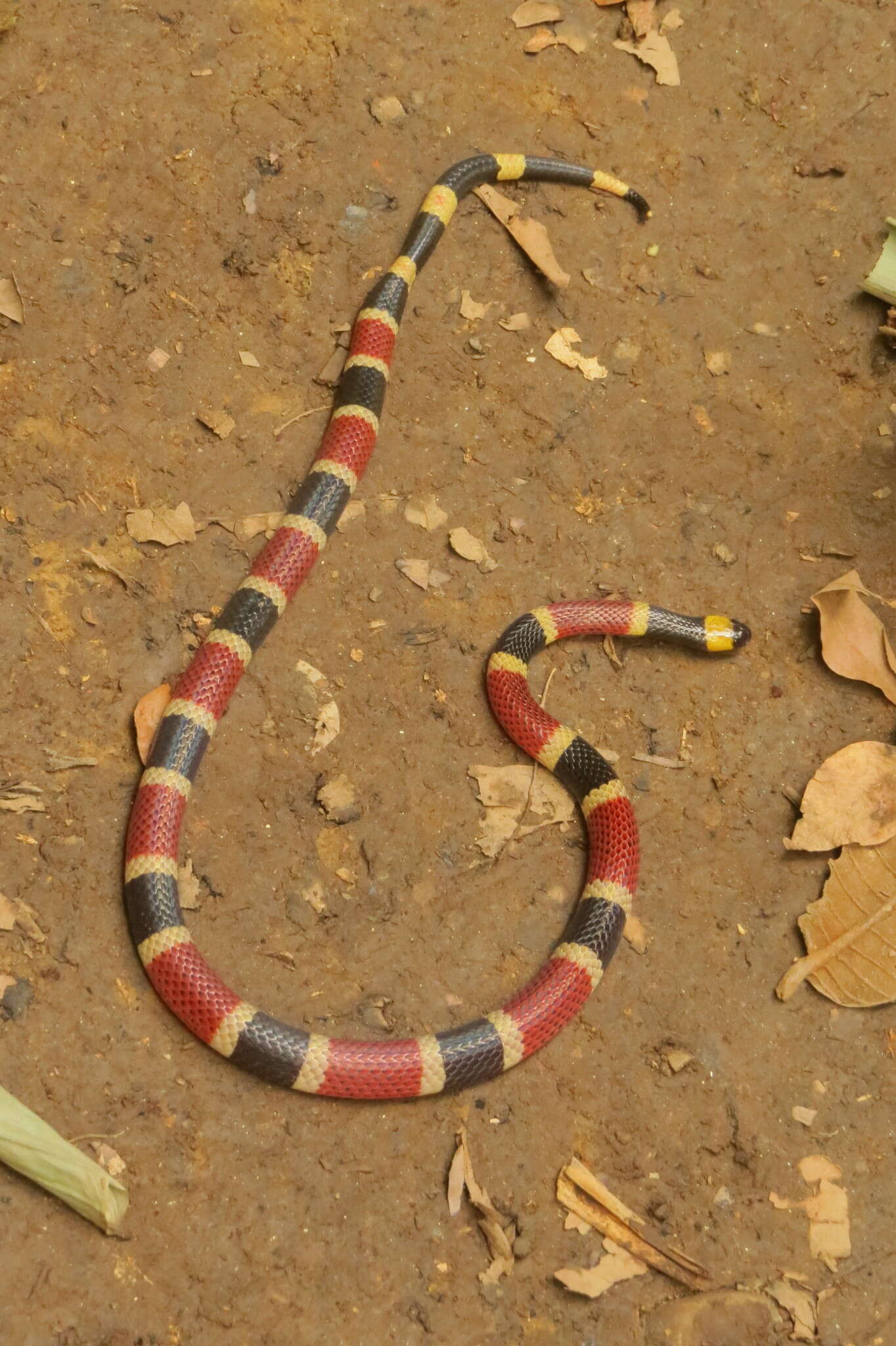 Image of Black-banded Coral Snake