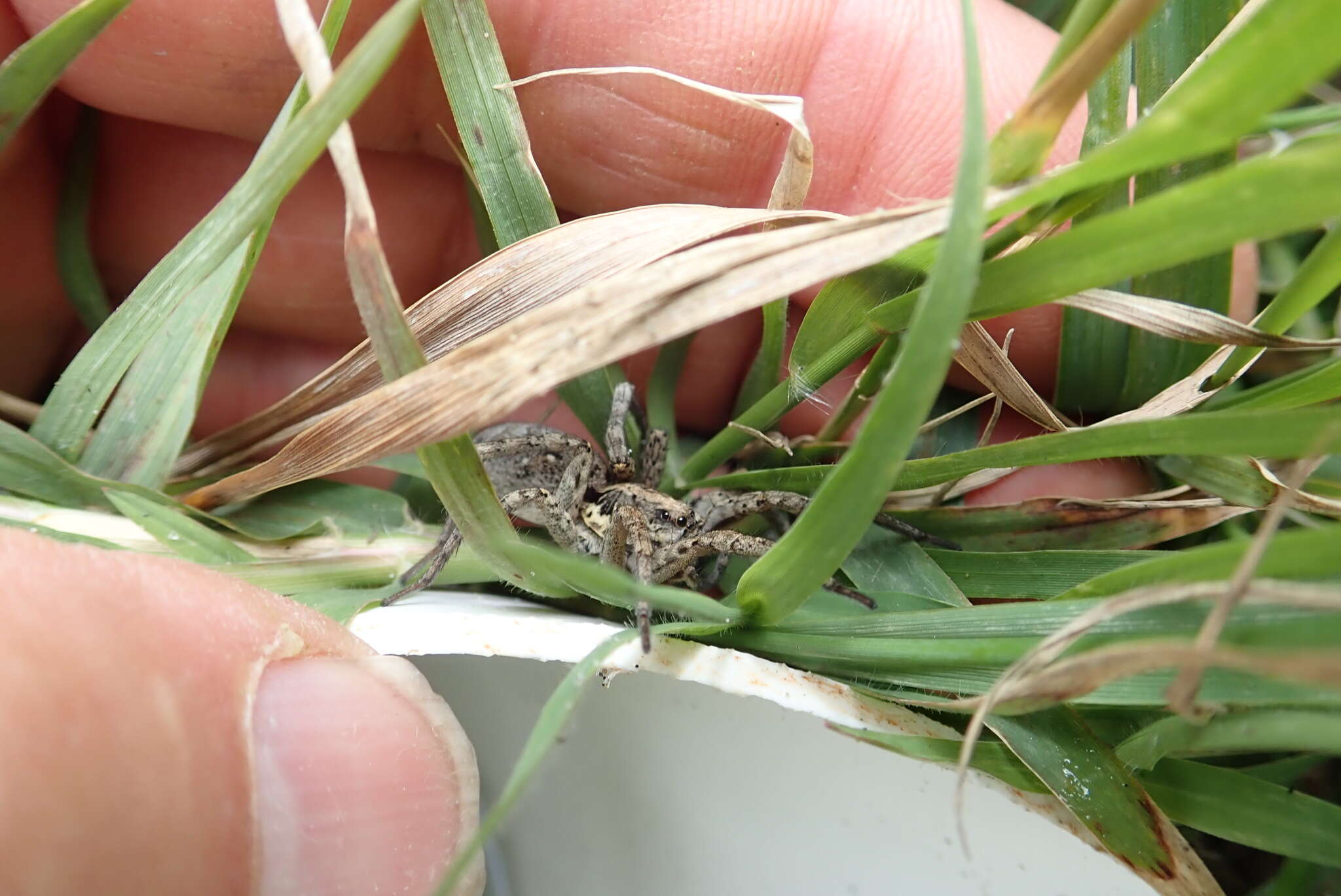 Image of Wolf spider