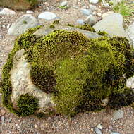 Image of racomitrium moss