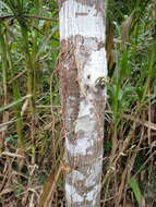 Image of Ficus krukovii Standl.