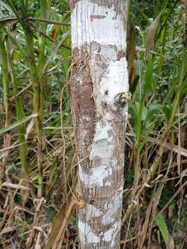 Image of Ficus krukovii Standl.