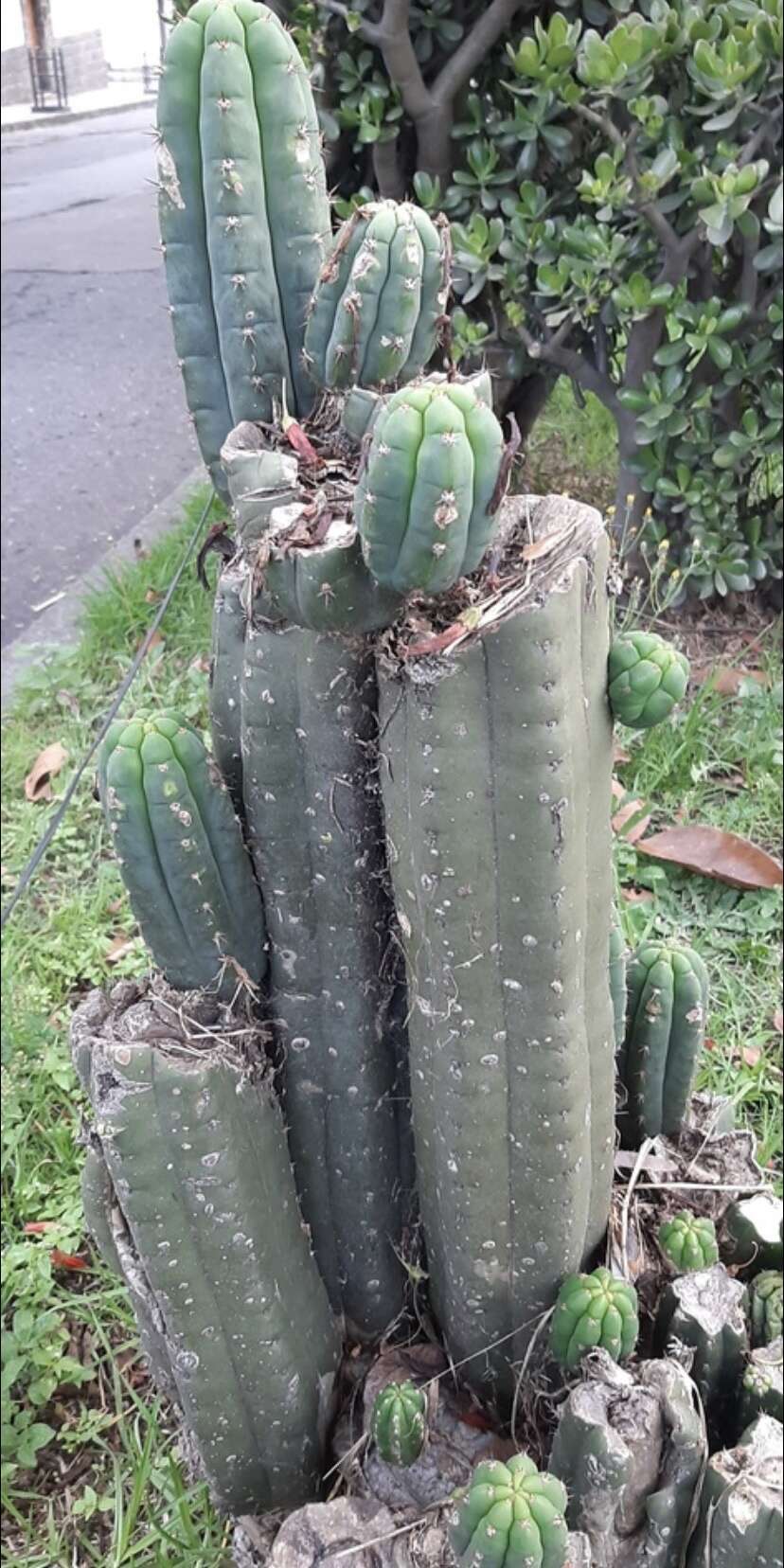 Image de Trichocereus macrogonus var. pachanoi