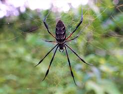 Imagem de Nephila comorana Strand 1916