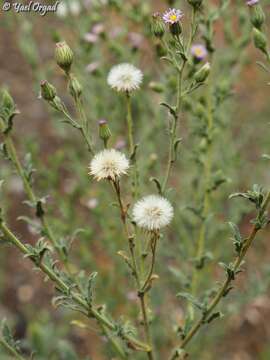 Plancia ëd Lachnophyllum