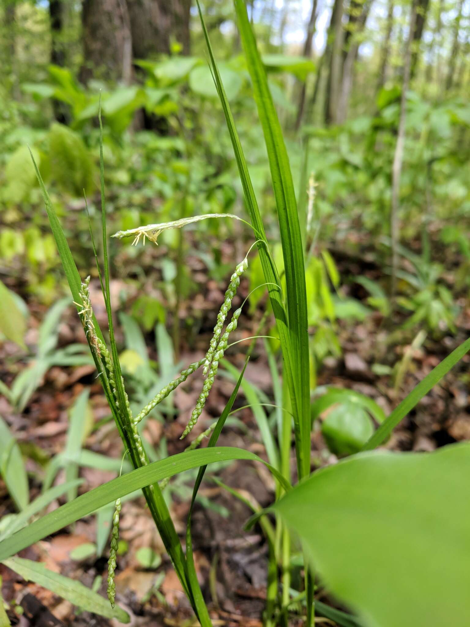 Image of graceful sedge