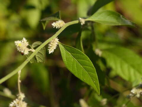 صورة Ouret sanguinolenta