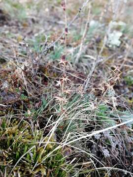 Image of Berberis sibirica Pall.