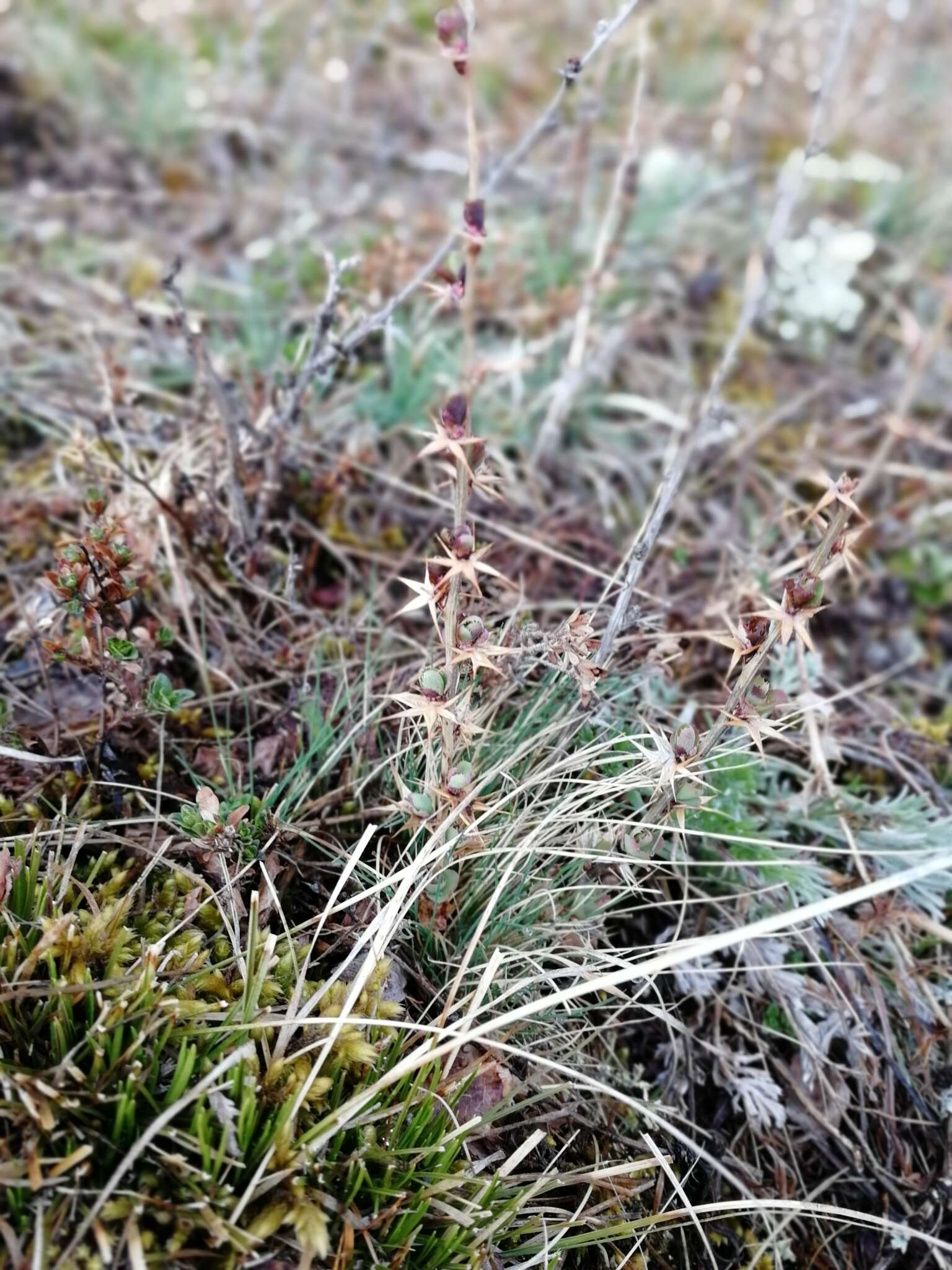 Image of Berberis sibirica Pall.