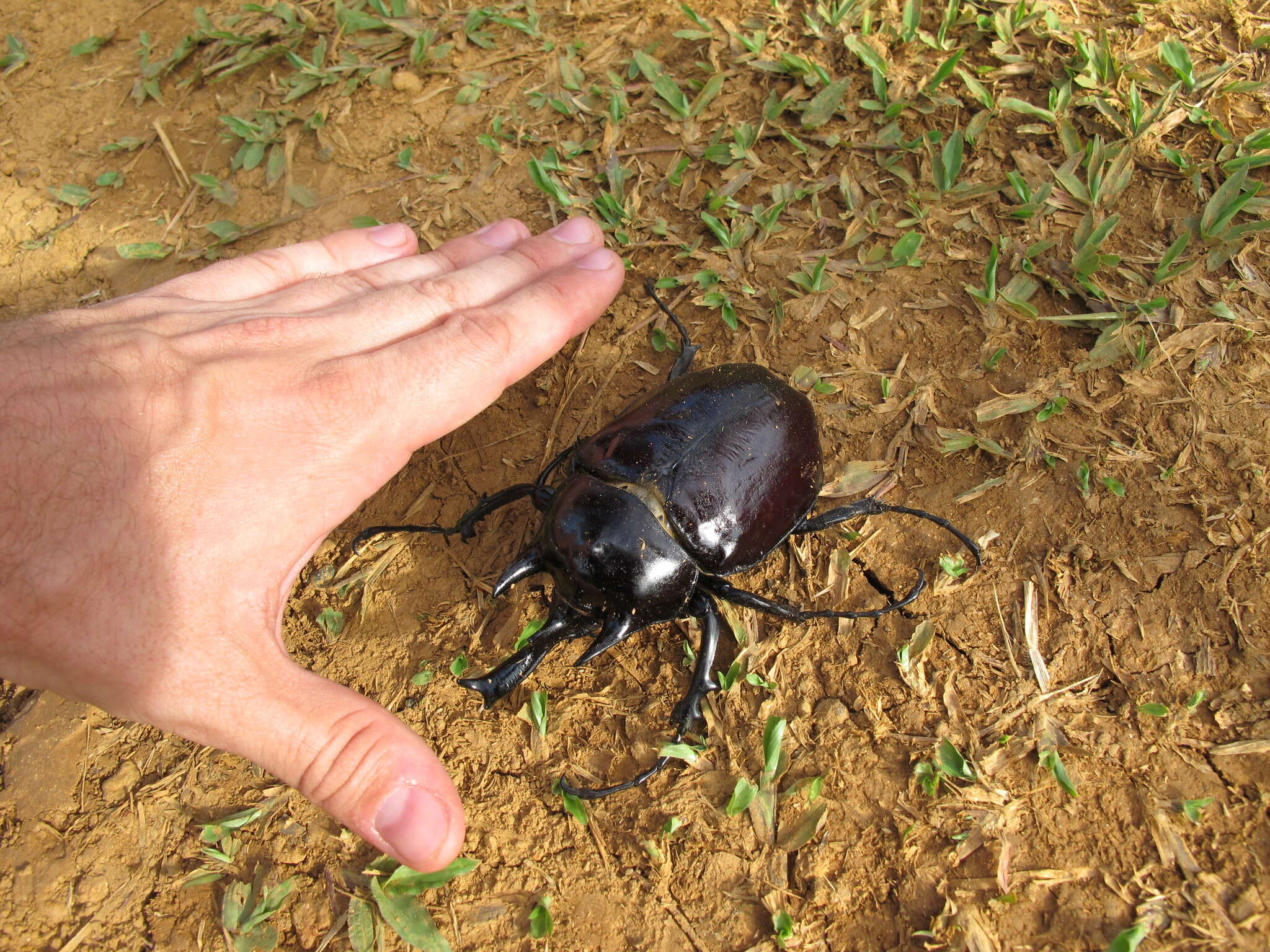 Image of Megasoma janus (Felsche 1906)