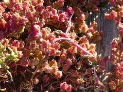 Image of slenderleaf iceplant