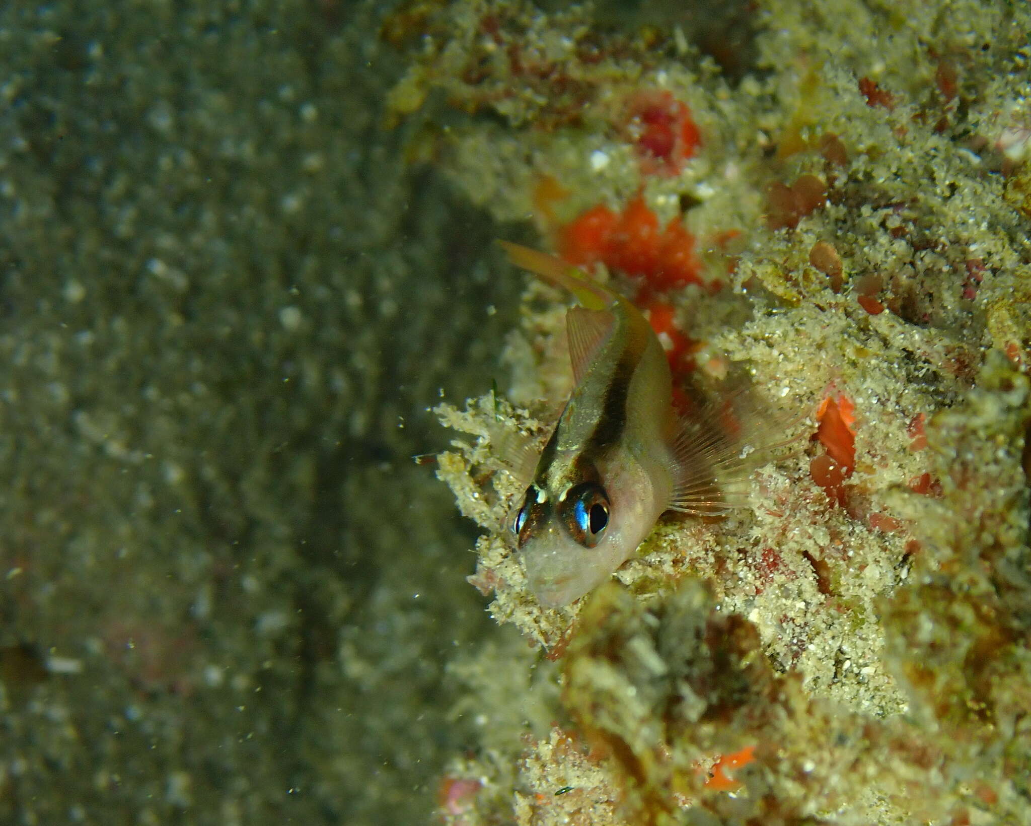 Image of Yellow-and-black Triplefin