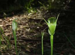 Image of Alpine greenhood