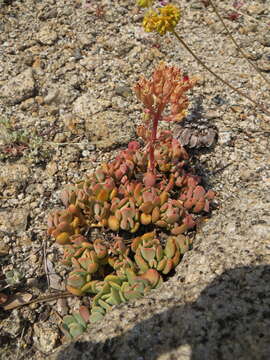 Image of Sierra stonecrop