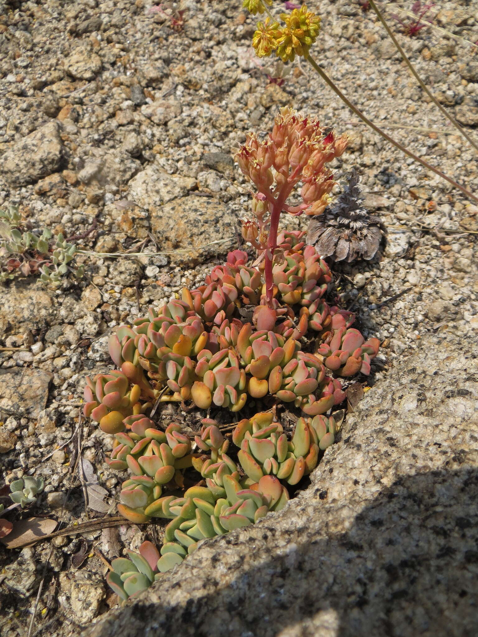 Image of Sierra stonecrop