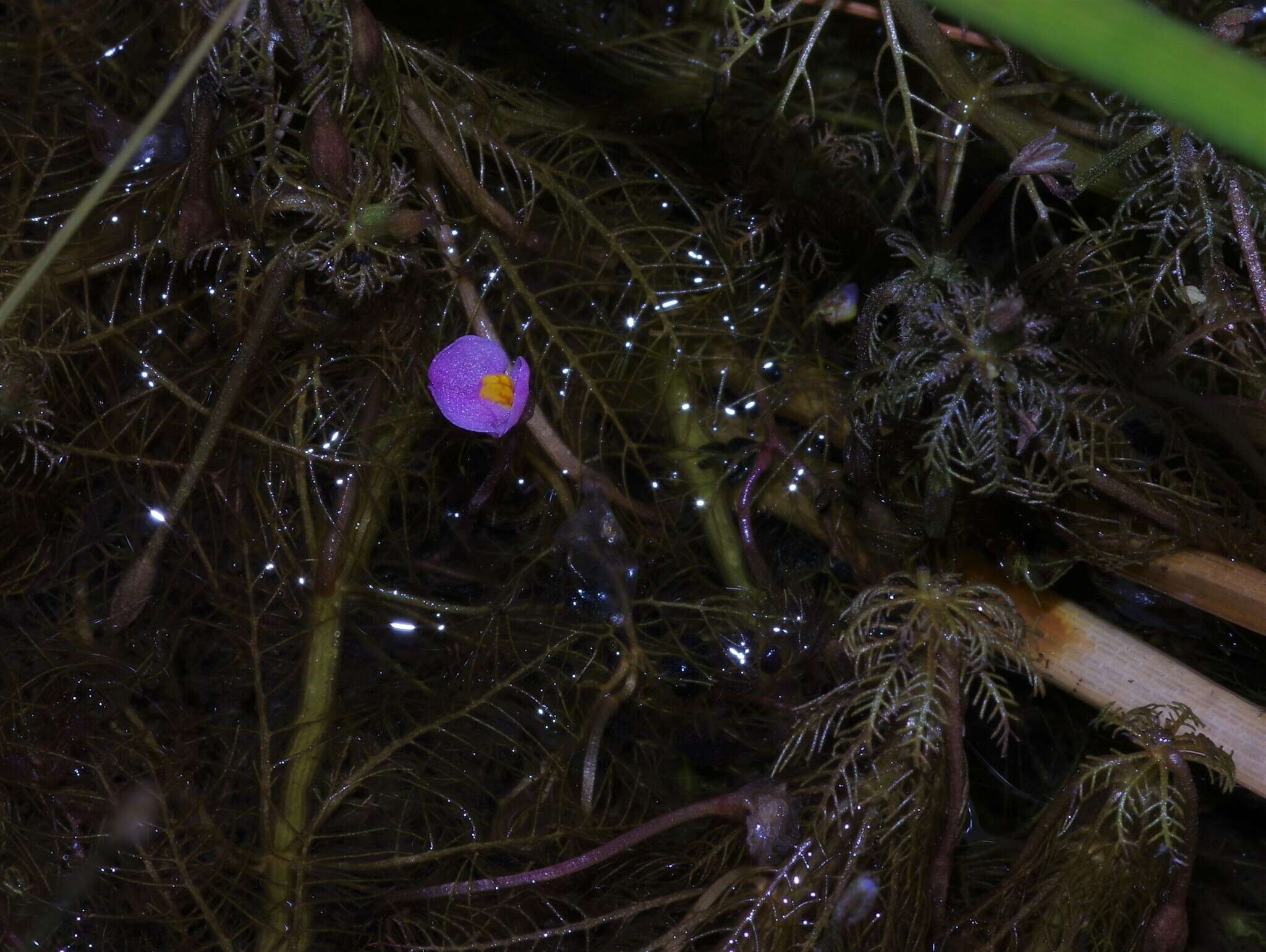 Utricularia hydrocarpa Vahl的圖片