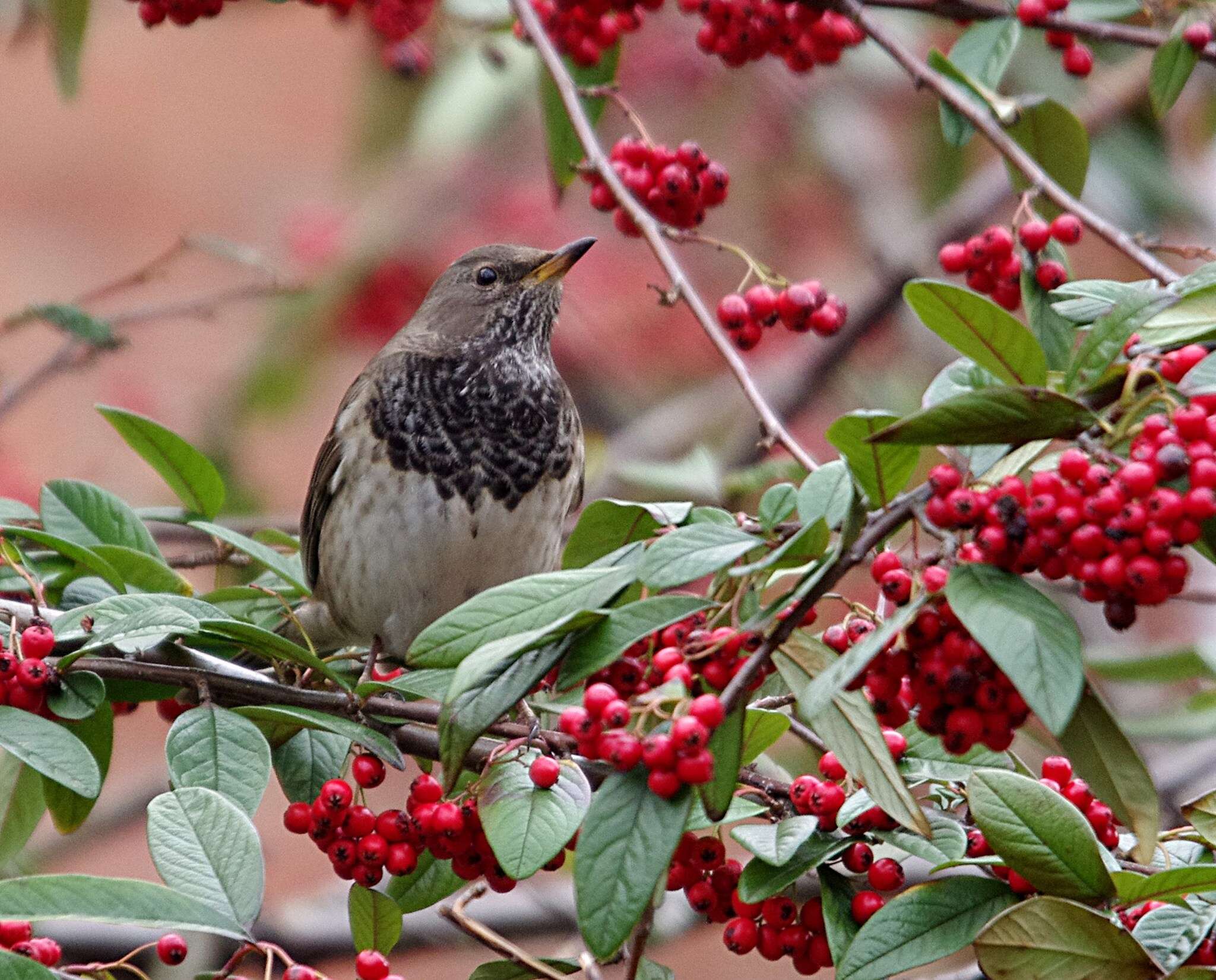 Imagem de Turdus atrogularis Jarocki 1819