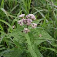 Plancia ëd Eupatorium glehnii F. Schmidt ex Trautv.