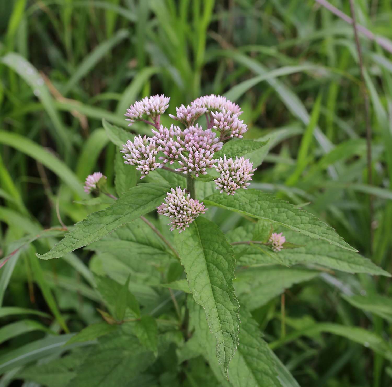 Sivun Eupatorium glehnii F. Schmidt ex Trautv. kuva