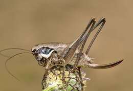 Image of Pholidoptera fallax (Fischer 1853)