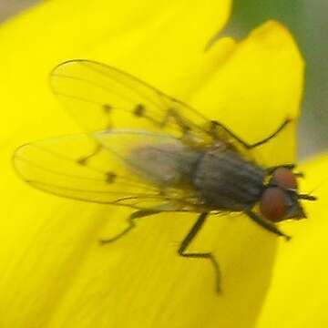 Plancia ëd Anthomyia ochripes Thomson 1869