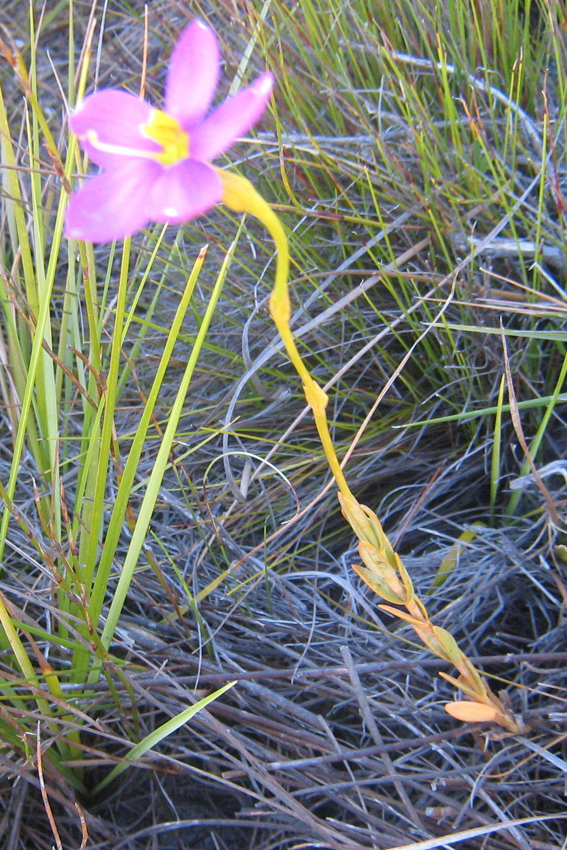 Image of Chironia jasminoides L.