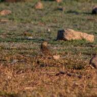 Image of Sprague's pipit