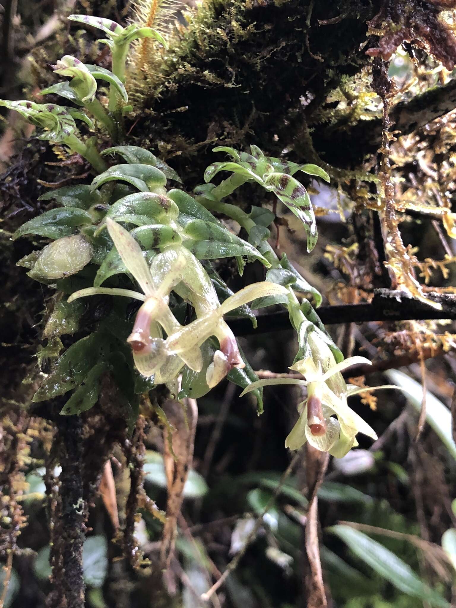 Image of Epidendrum stanhopeanum Kraenzl.