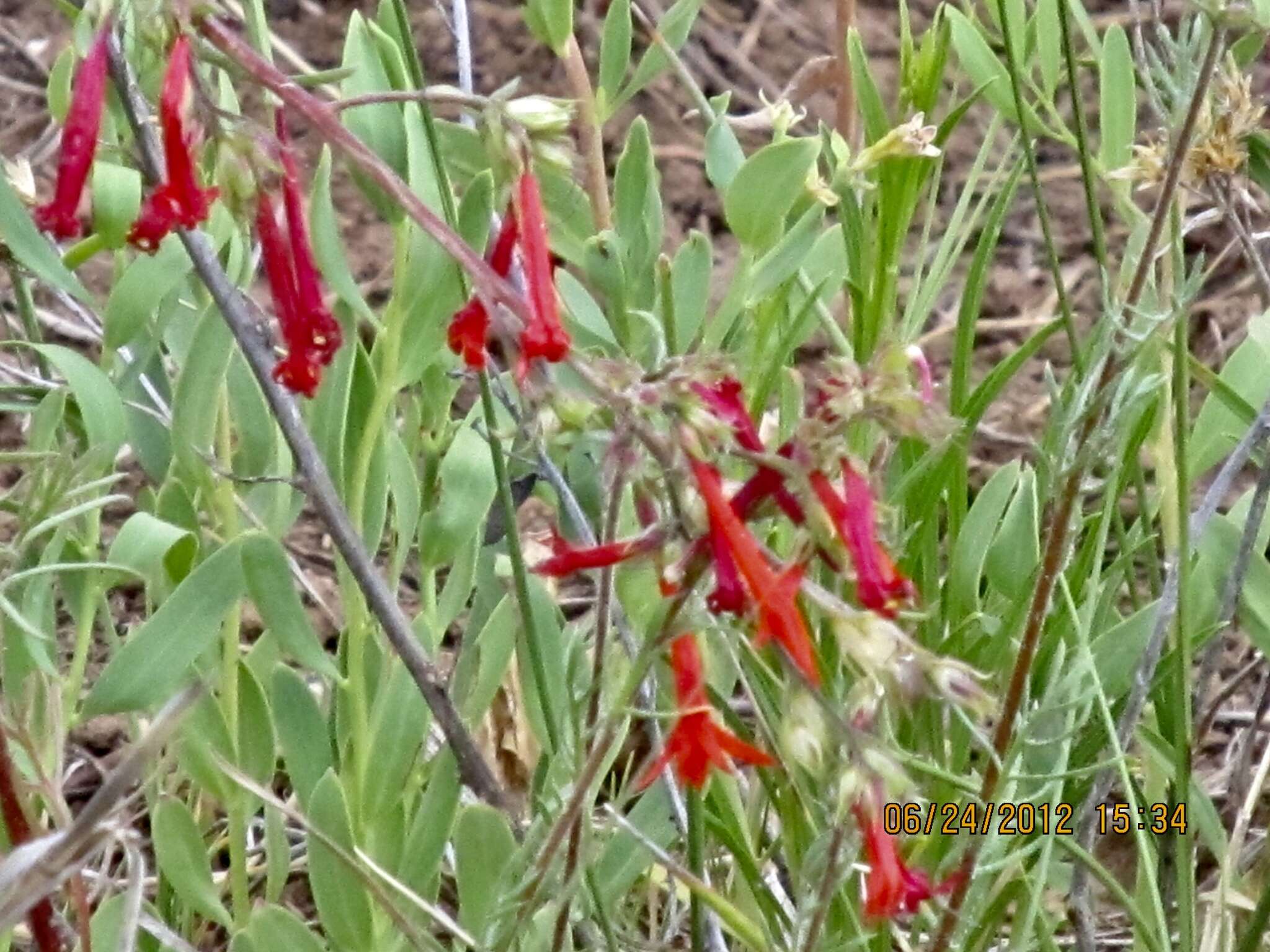 Image of scarlet gilia