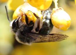 Image of Andrena impolita La Berge 1987