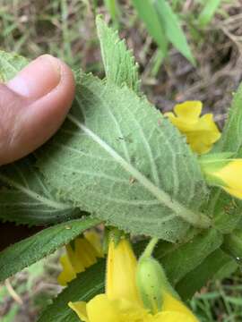 Hemichaena fruticosa Benth. resmi