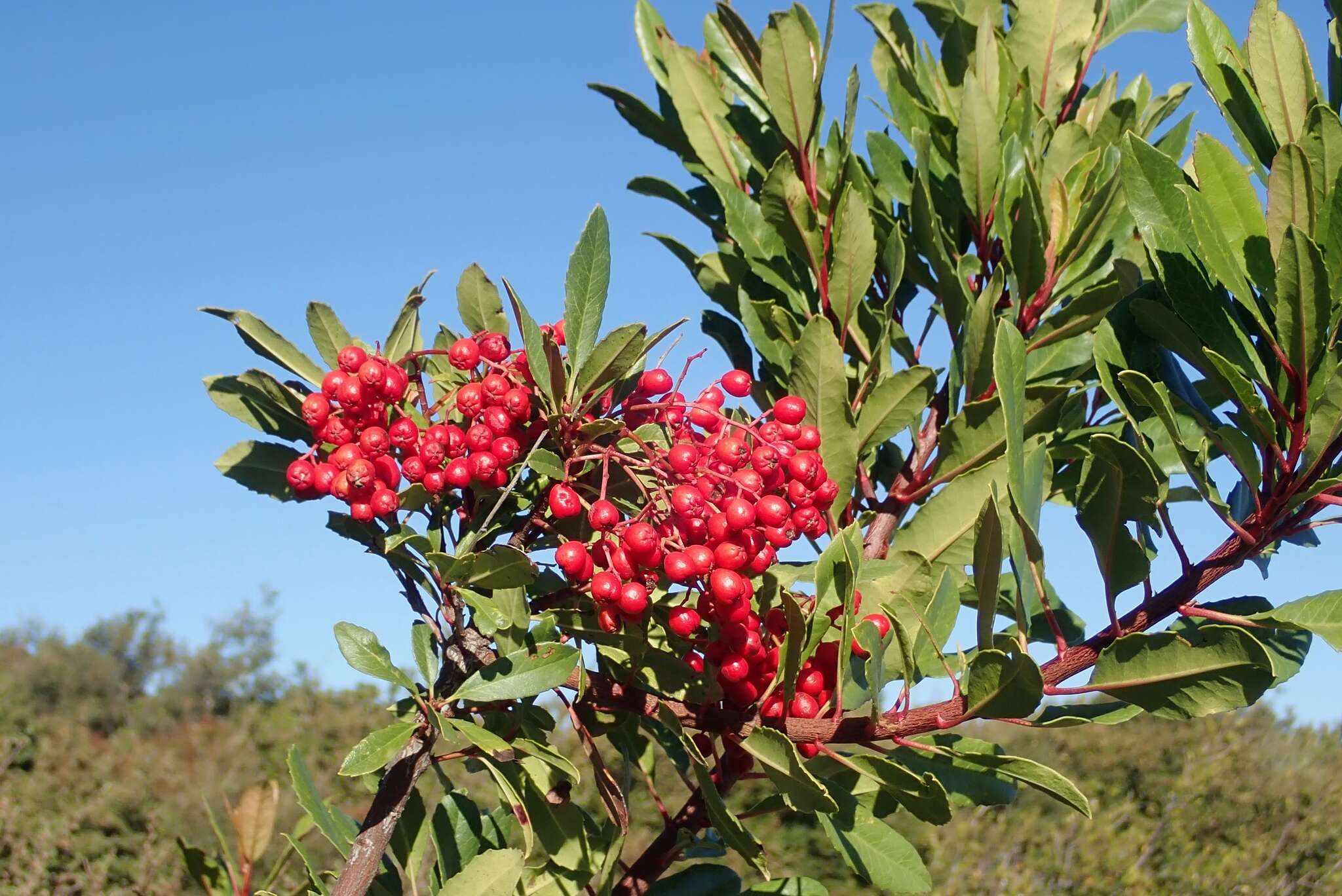 Heteromeles arbutifolia var. arbutifolia的圖片