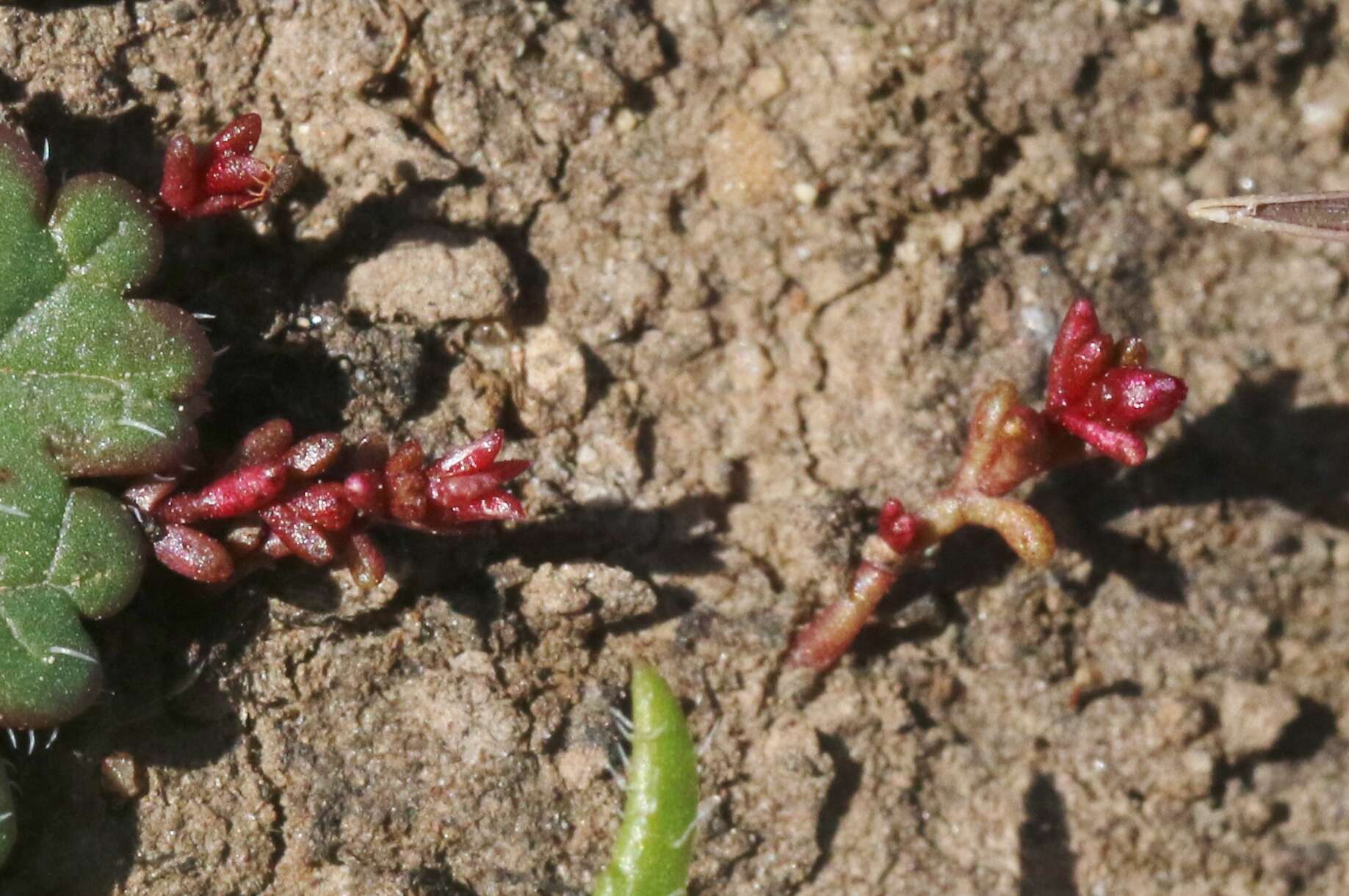 Image of Smooth-Seed Pygmyweed