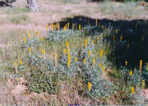 Image of European yellow lupine