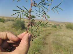 Imagem de Indigofera cryptantha var. occidentalis Baker fil.