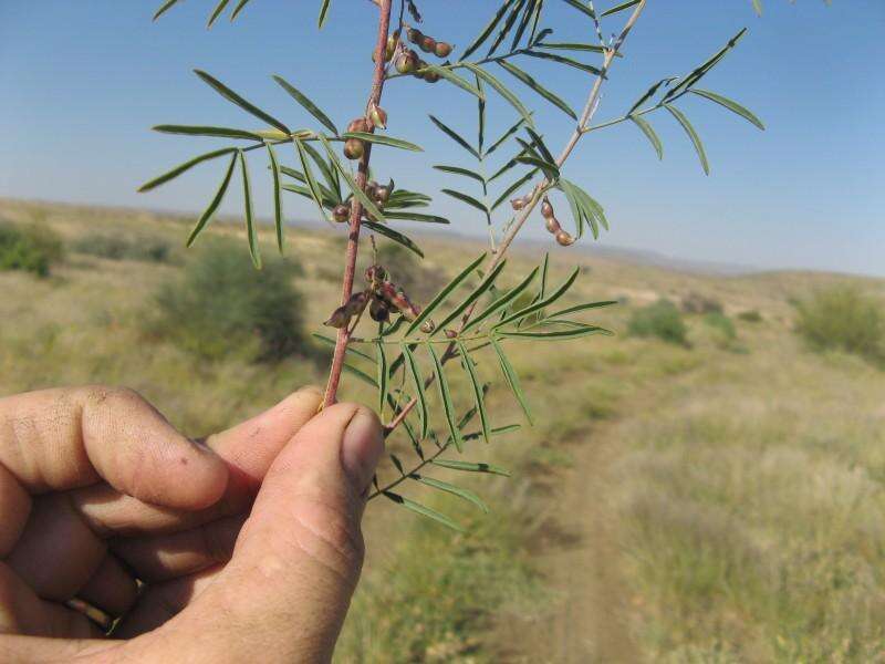 Imagem de Indigofera cryptantha var. occidentalis Baker fil.