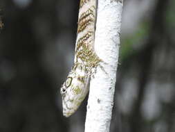 Image of Anolis savagei Poe & Ryan 2017