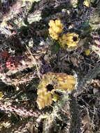 Image of Cylindropuntia imbricata subsp. spinosior