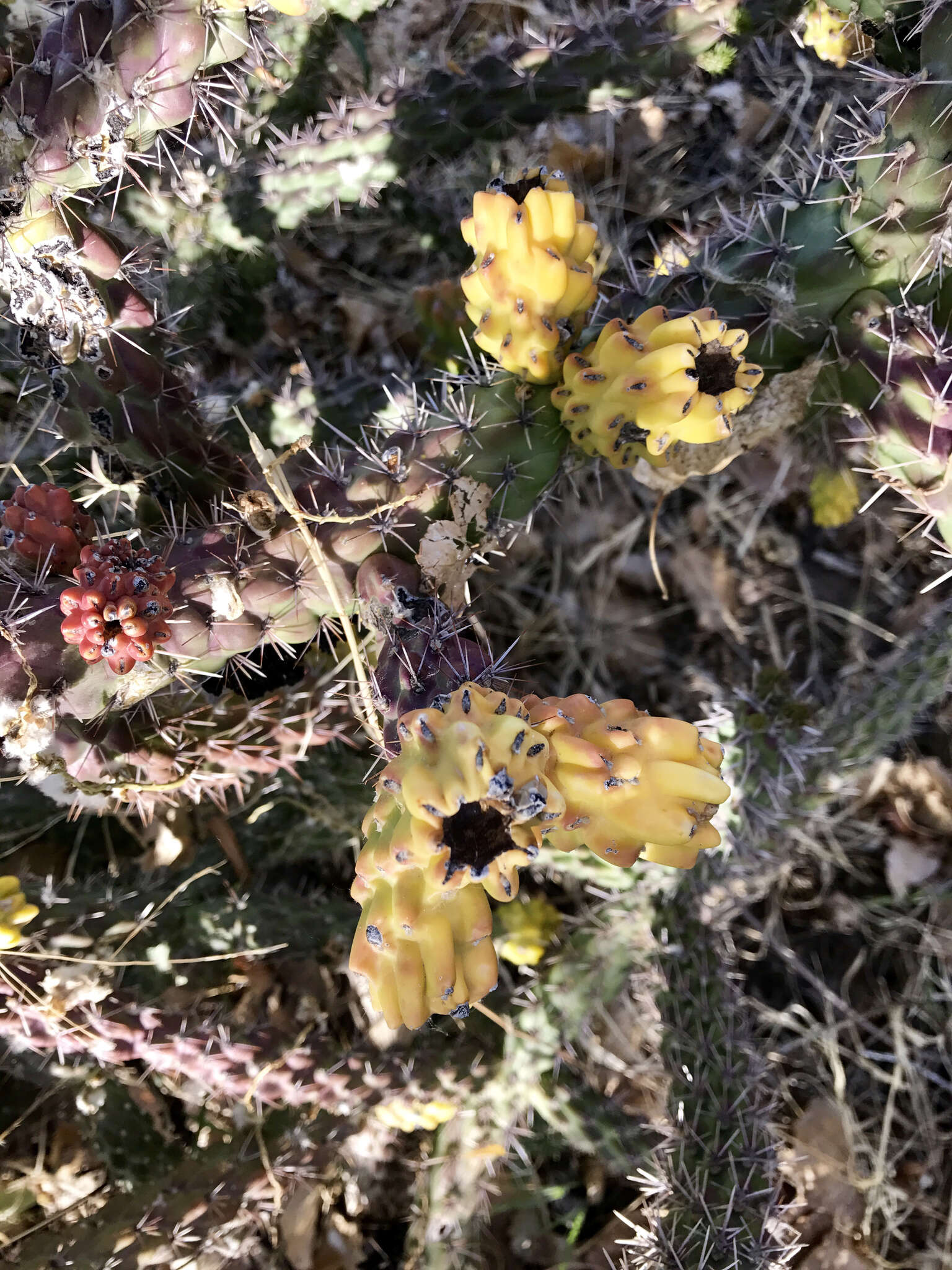 Image of Cylindropuntia imbricata subsp. spinosior