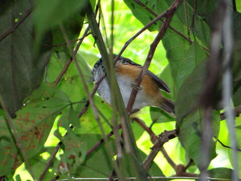 Image of Peruvian Warbling Antbird