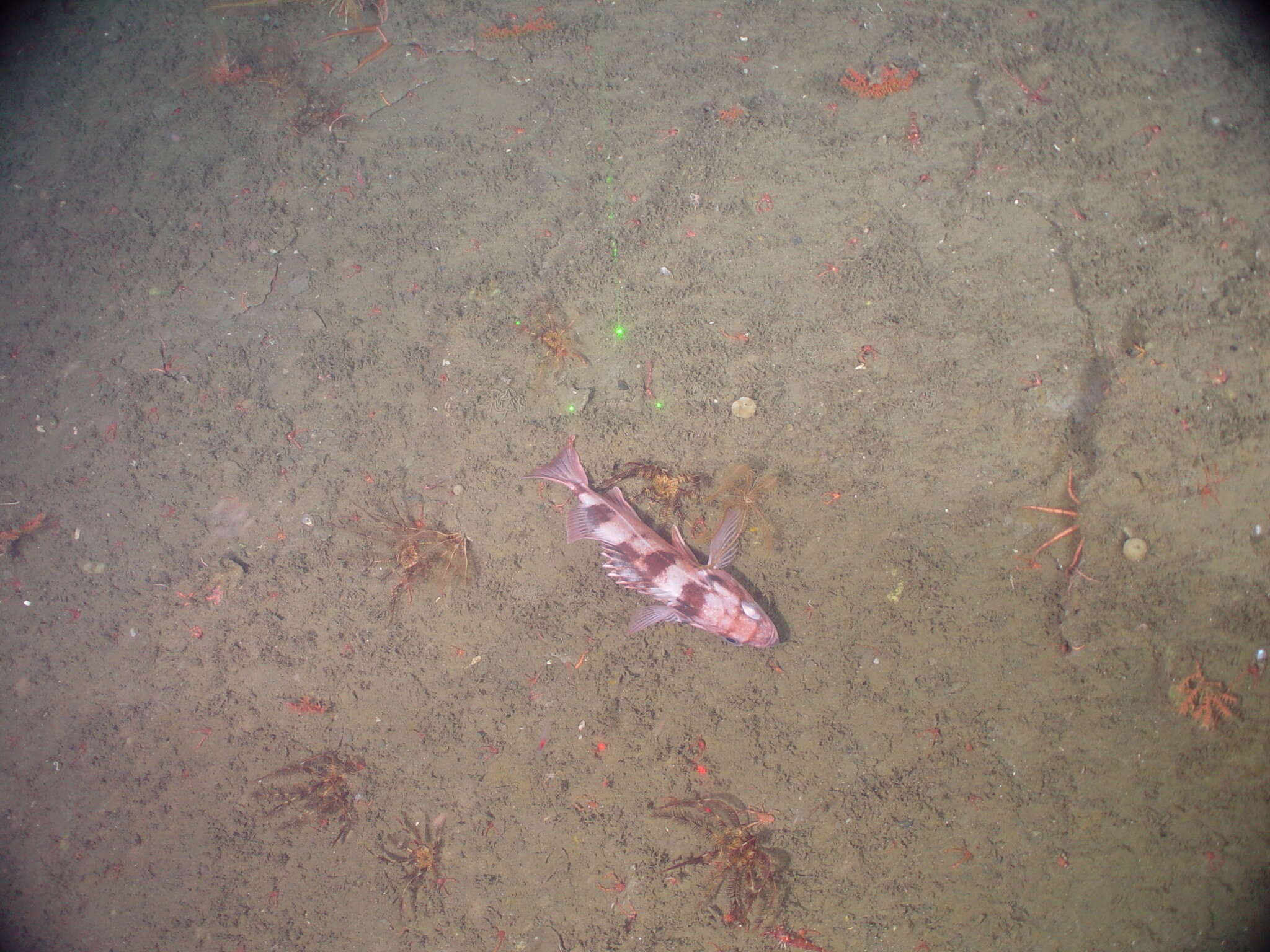 Image of Sharpchin rockfish